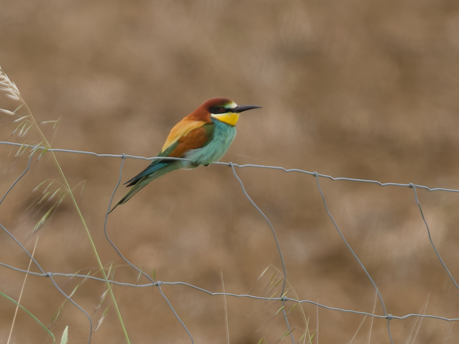 European bee-eater (Merops apiaster)